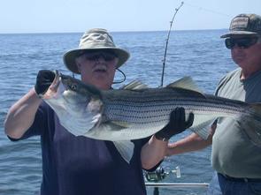 Bob hangs on to this fine striper