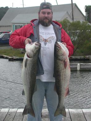 Bob's first day on the Bay yielded him a pair of these stripers