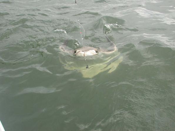 This cow ray was beat by the time it got to the boat, not to mention the angler(s)!!