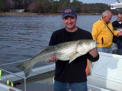 This 37 incher succumbed to powerful Steve