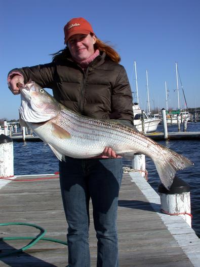 Carolyn's first day on the Bay was a great one for her as she reeled in several like a pro including this 42 inch 30 pound plus striper!