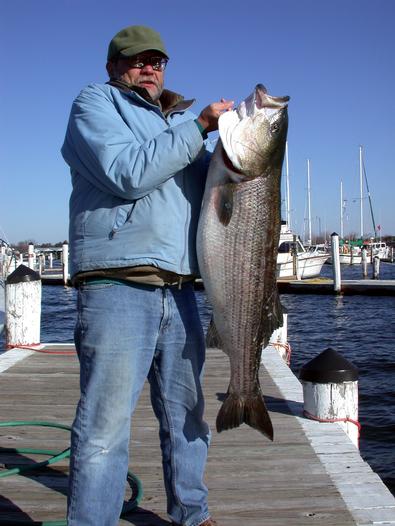 This 45 inch 35 pound plus striper had met his match when he messed with Jim!!