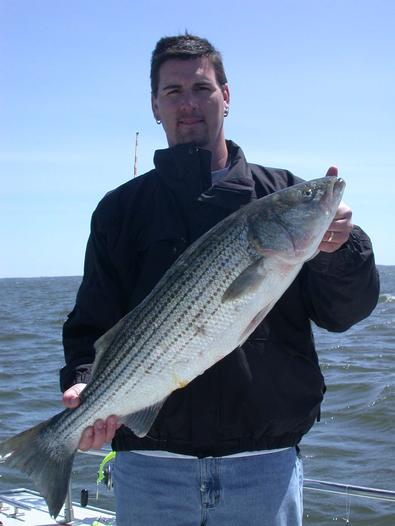 Boxing Bud KOed this striper with the ole 1-2 combination!