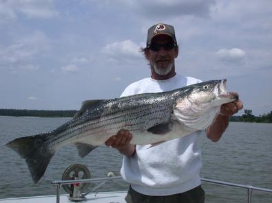 Walt, the hard core croaker guy, might get persuaded with this fine striper
