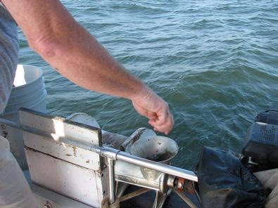 Capt Gary throws out some more chum to lure in the stripers