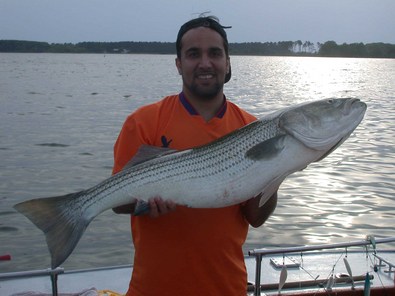 This 40" + striper gave a tussle to mighty Malik